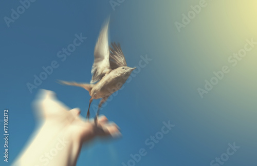 bird on the hand