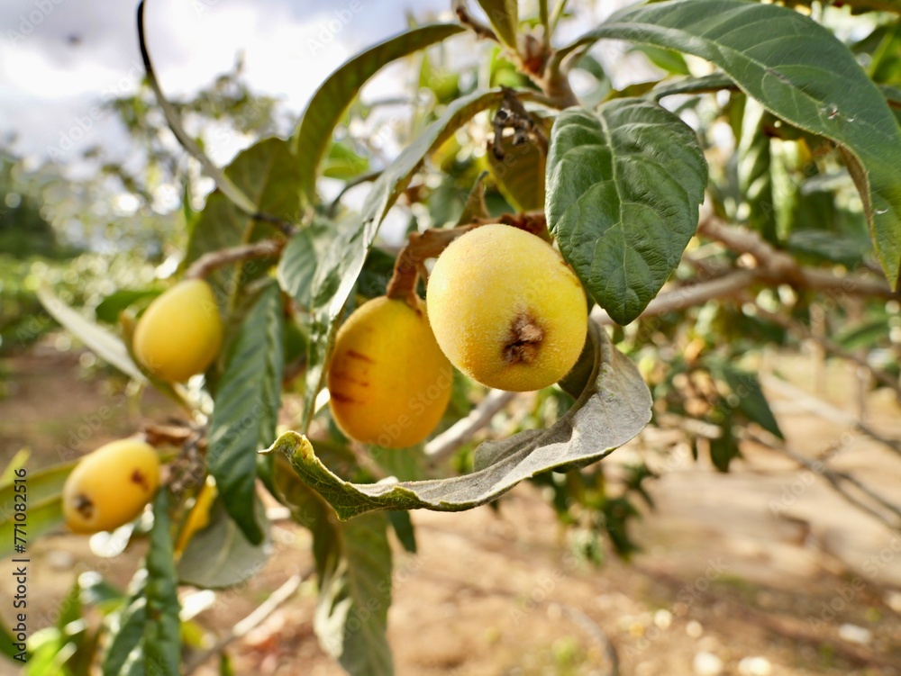 Green and ripening fruits of loquat (Eriobotrya japonica) or biwa, Spain Green and ripening fruits of loquat (Eriobotrya japonica) or biwa, Spain