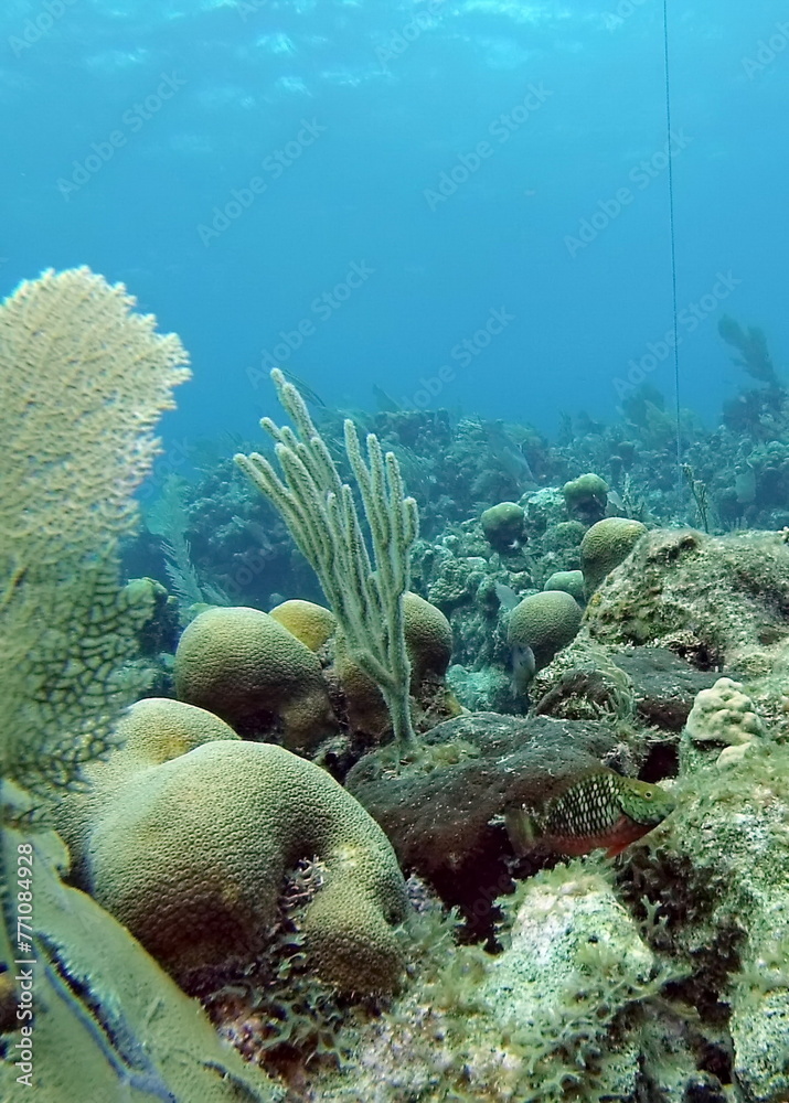 Red parrotfish in the Caribbean Sea, off the coast of Utila, Honduras Red parrotfish in the Caribbean Sea, off the coast of Utila, Honduras