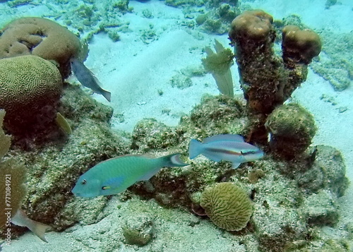 Blue parrotfish in the Caribbean Sea, off the coast of Utila, Honduras photo