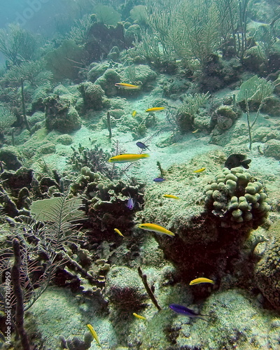 School of small  colorful fish on the reef in the Caribbean Sea  off the coast of Utila  Honduras