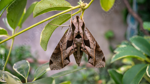 Moth eumorpha satellitia posing on small green branches. photo