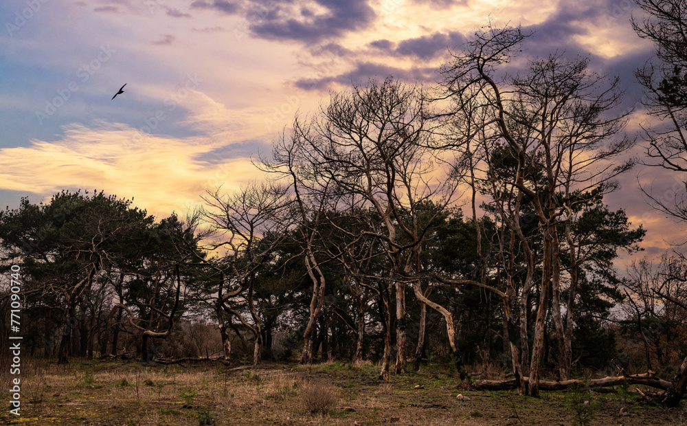 Obraz premium Autumn old pine forest and rain clouds