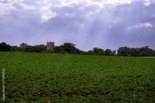 Crop in a field in North Norfolk with St Peter's chuch tower, Ridlington, in the background, England photo