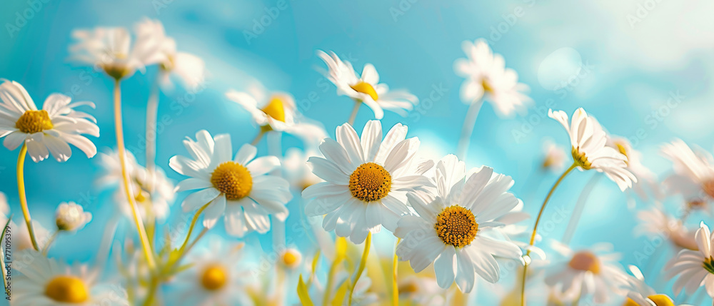 An expansive field of white daisies stretches towards the horizon, under a clear blue sky, evoking feelings of purity and freshness