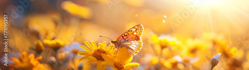 A butterfly rests on vibrant yellow flowers bathed in the warm glow of the sunset, symbolizing new beginnings photo