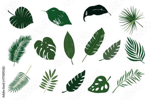 Set of tropical leaves. Jungle leaves for varied designs.