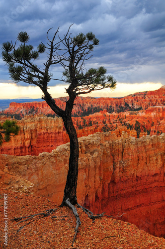 A lonely tree on a rainy late summer afternoon on the rim of the canyon, Bryce Canyon National Park, Utah, Southwest USA. © Pedro