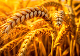 A field of golden wheat with the sun shining on it. The sun is setting, casting a warm glow on the field. The wheat is tall and golden, with each stalk reaching towards the sky. The scene is peaceful