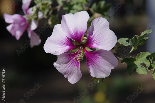 Geranium cinereum 'Thumbling Hearts' blossoms photo