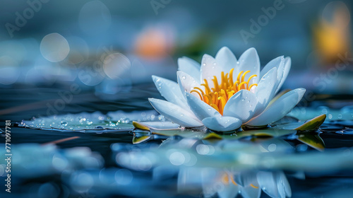 An immaculate white water lily highlighted by water droplets and soft blue water