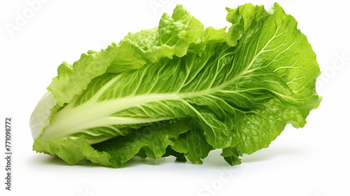 Green Lettuce on a White Background