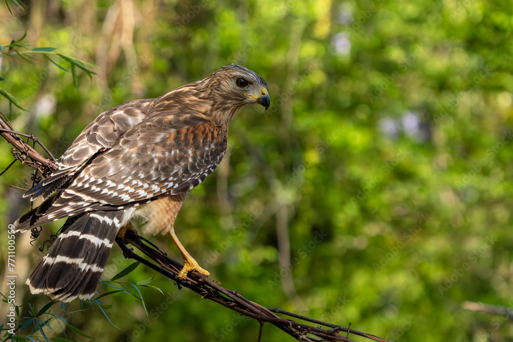 Red-Shouldered Hawk Perched on a vine Red-Shouldered Hawk Perched on a vine