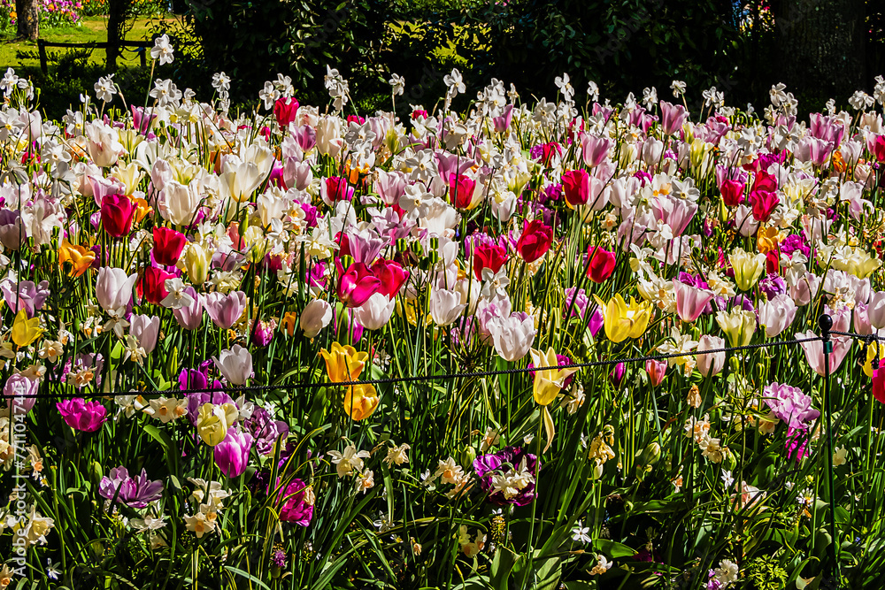 A new season of bright tulip blooms opens in March in Keukenhof flower garden. Keukenhof is the world's largest flower and tulip garden park in South Holland. Lisse, South Holland, the Netherlands.