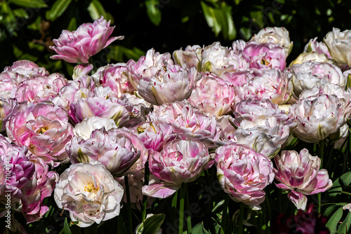 A new season of bright tulip blooms opens in March in Keukenhof flower garden. Keukenhof is the world's largest flower and tulip garden park in South Holland. Lisse, South Holland, the Netherlands.