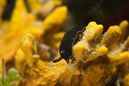 Dorid nudibranch or sea slug, Dendrodoris limbata., Alghero, Capo Caccia, Sardinia, Italy  photo