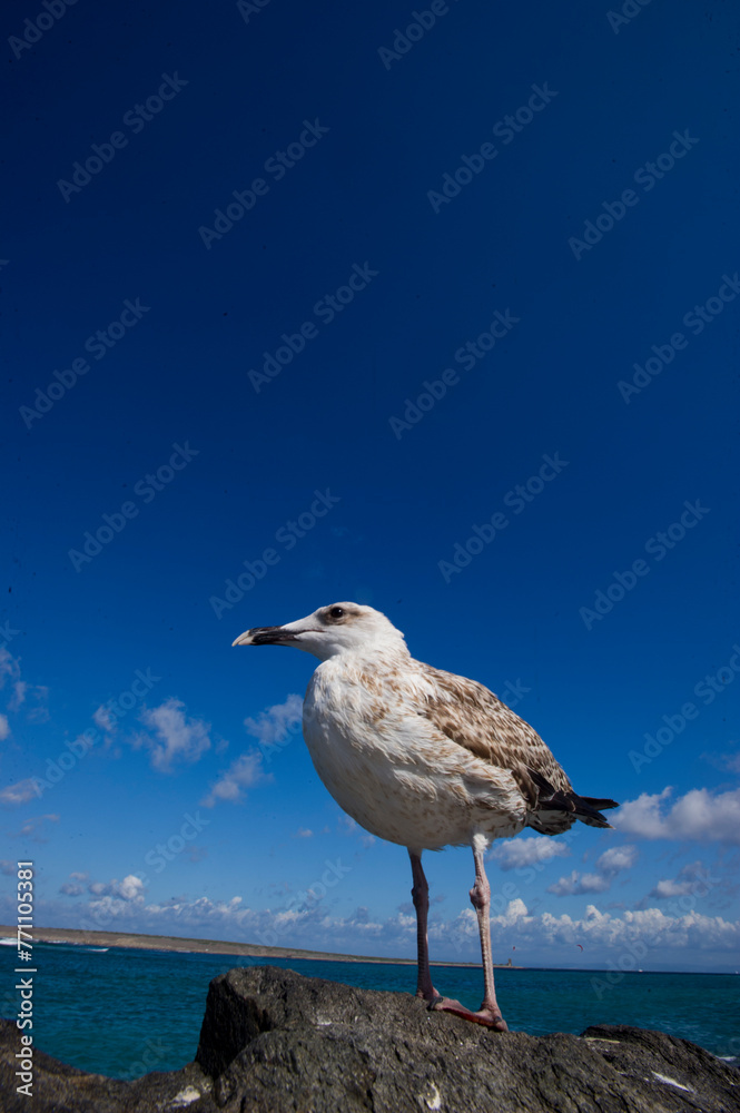 seagull on the rocks, Young herring gull (Larus cachinnans). La pelosa, Stintino, SS, Sardinia, Italy seagull on the rocks, Young herring gull (Larus cachinnans). La pelosa, Stintino, SS, Sardinia, Italy