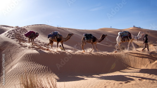 Dromedary camels  Camelus dromedarius  on a camel trek in the Sahara Desert outside of Douz  Tunisia