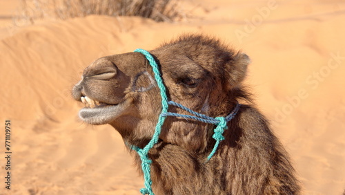 Close up of a dromedary camel (Camelus dromedarius) wearing a blue halter in the Sahara Desert outside of Douz, Tunisia photo