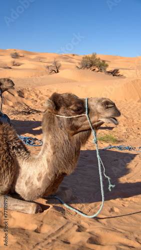 Close up of a dromedary camel (Camelus dromedarius) wearing a blue halter in the Sahara Desert outside of Douz, Tunisia