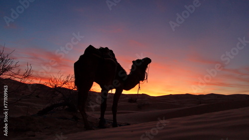 Silhouette of a dromedary camel (Camelus dromedarius) a sunset in the Sahara Desert outside of Douz, Tunisia photo