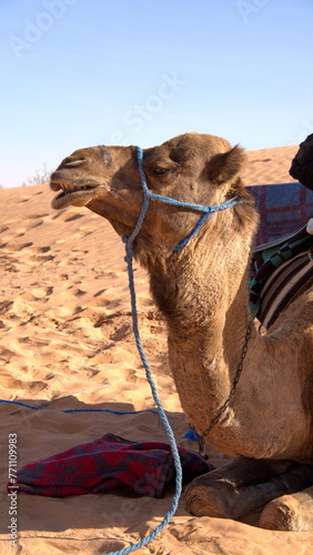Close up of a dromedary camel (Camelus dromedarius) wearing a blue halter in the Sahara Desert outside of Douz, Tunisia