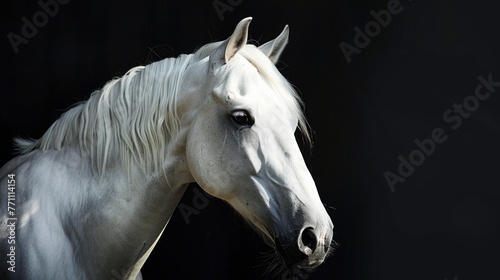 Portrait beautiful white horse run forward in dark background. AI generated image © orendesain99