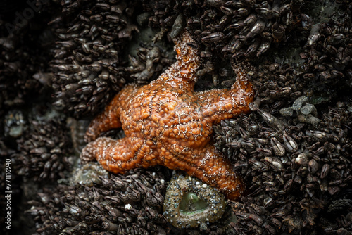 Orange Sea Star Clings to Mussel Covered Rock