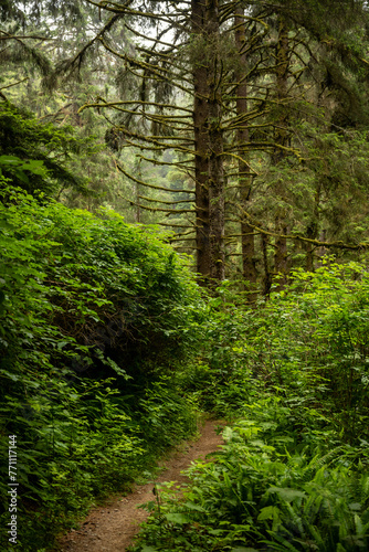 Narrow Trail Disappears Into Thick Forest Floor