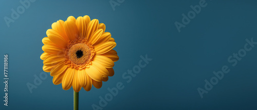 Single yellow flower isolated on a blue background, wide banner with copy space © angelo sarnacchiaro