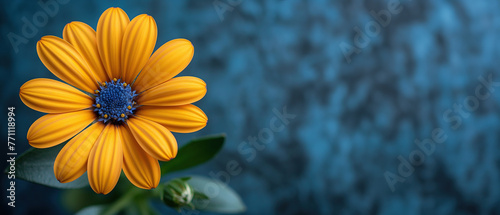 Single yellow flower isolated on a blue background, wide banner with copy space photo