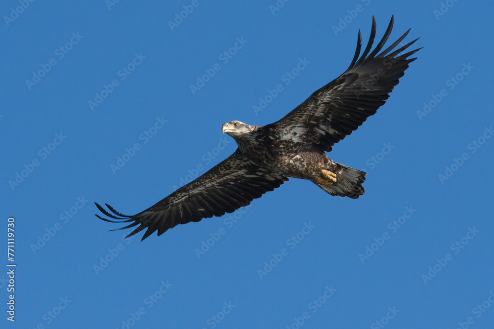 Obraz premium bald eagle in flight