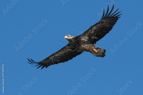 bald eagle in flight © Robert