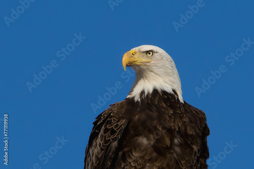 Bald Eagle Profile © Robert