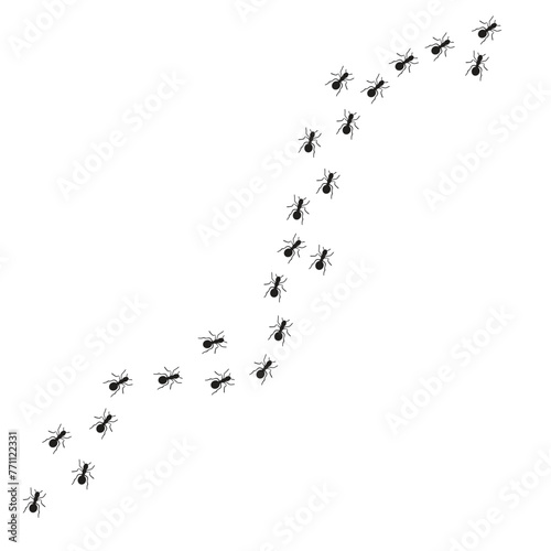 ants marching in line on the wall searching for food