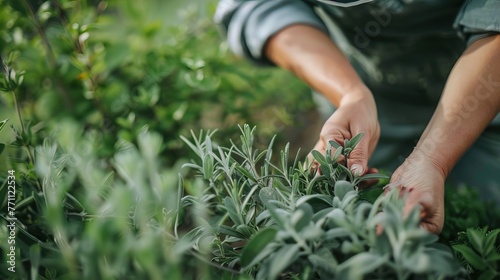 Person harvesting rosemary herb in a garden