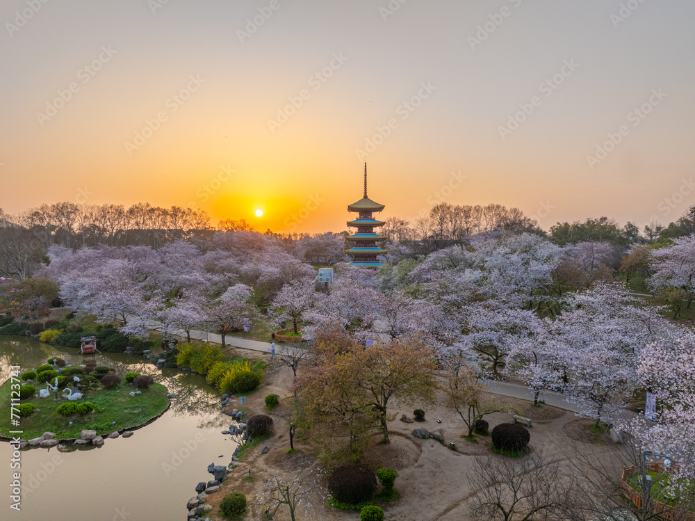 Fototapeta premium Cherry blossoms bloom in the East Lake Cherry garden in Wuhan, Hubei, China