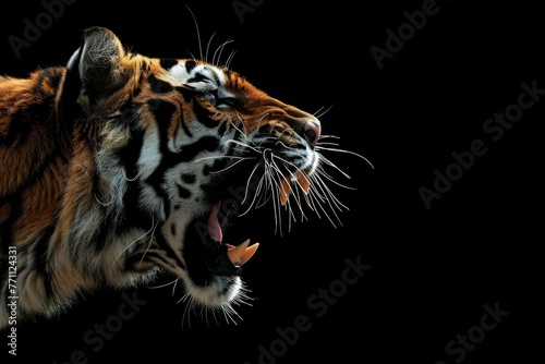 Tiger roaring on black