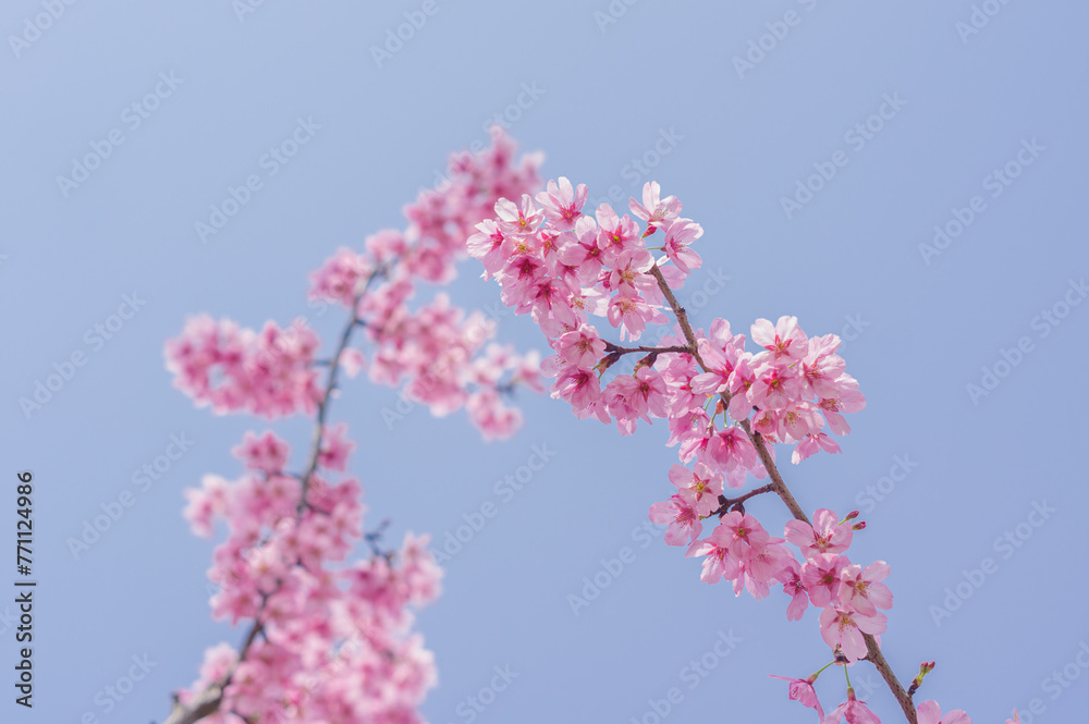 Cherry blossoms in Wuhan, Hubei province, China