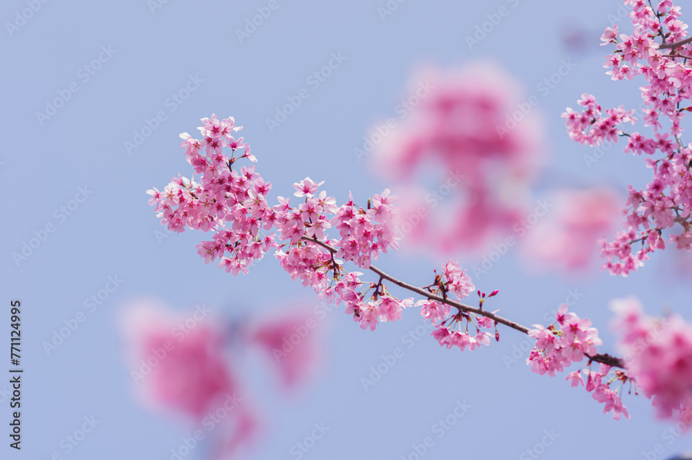 Cherry blossoms in Wuhan, Hubei province, China