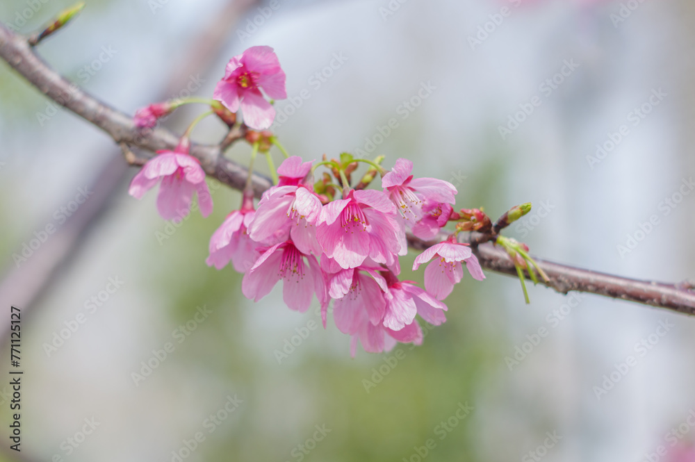 Cherry blossoms in Wuhan, Hubei province, China Cherry blossoms in Wuhan, Hubei province, China