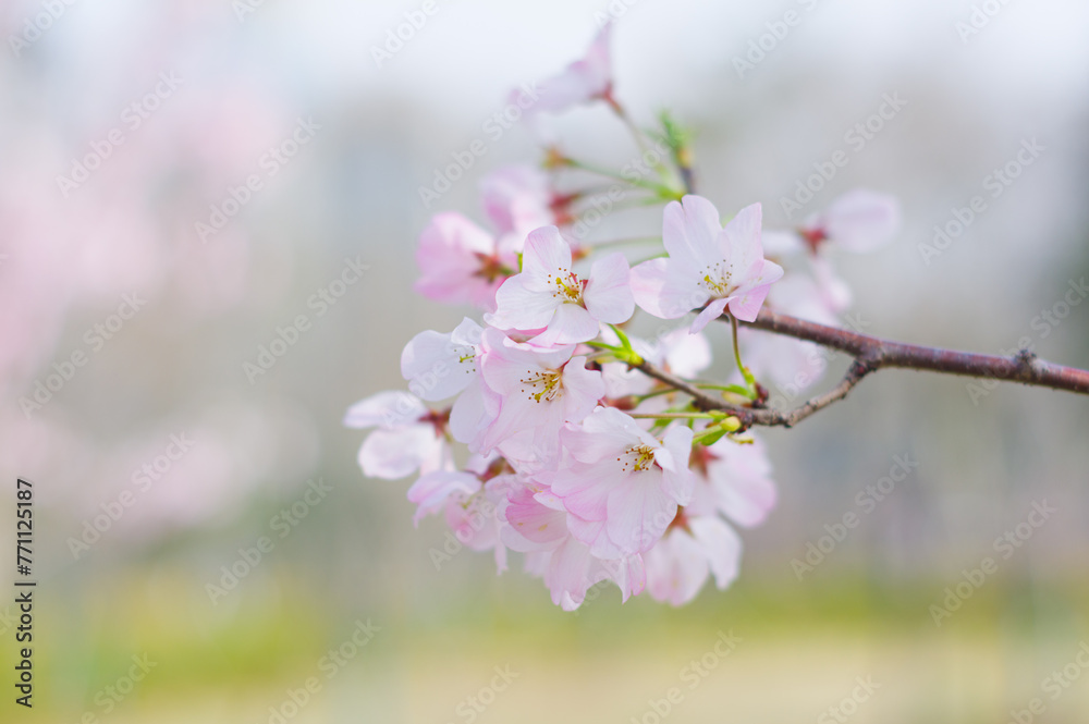 Cherry blossoms in Wuhan, Hubei province, China Cherry blossoms in Wuhan, Hubei province, China