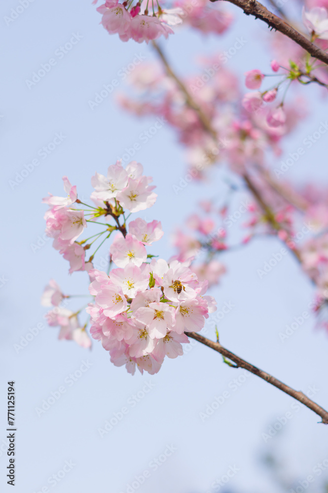 Cherry blossoms in Wuhan, Hubei province, China