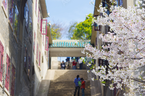 Cherry blossoms in full bloom at Wuhan University in Hubei, China © Hao