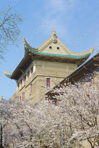 Cherry blossoms in full bloom at Wuhan University in Hubei  China