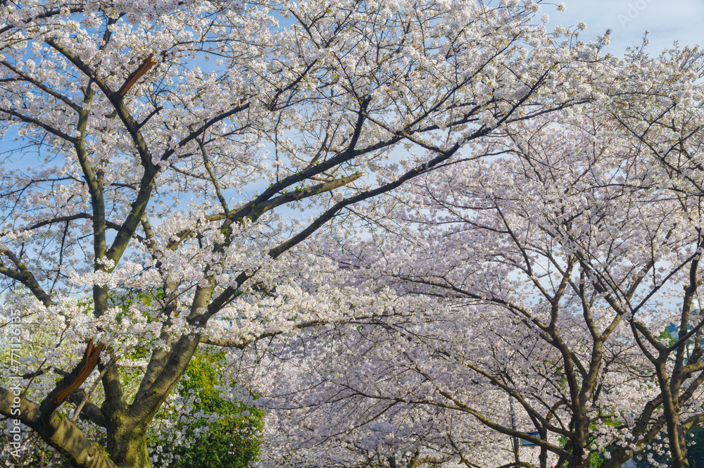 Cherry blossoms in full bloom at Wuhan University in Hubei, China Cherry blossoms in full bloom at Wuhan University in Hubei, China