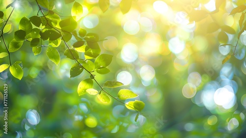 Green leaves bokeh background sunny day sunlight warm weather