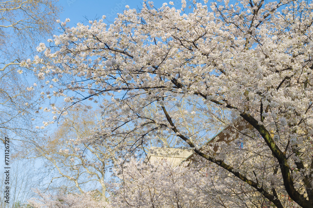 Cherry blossoms in full bloom at Wuhan University in Hubei, China Cherry blossoms in full bloom at Wuhan University in Hubei, China