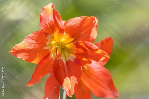 Close up of a beautiful orange Lily flower