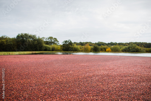 Harvest Cranberries